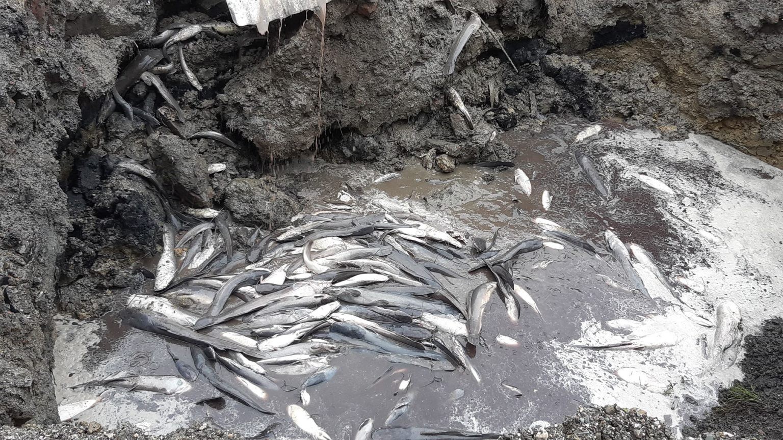 अवैध माछा छाड्न सुनसरीका एसपीलाई सङ्गठनबाटै चौतर्फी दबाब