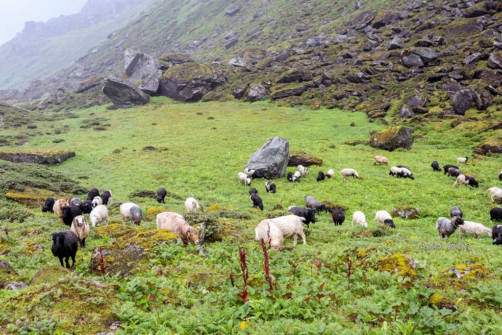 संखुवासभामा भीरबाट लडेर गोठालाको मृत्यु