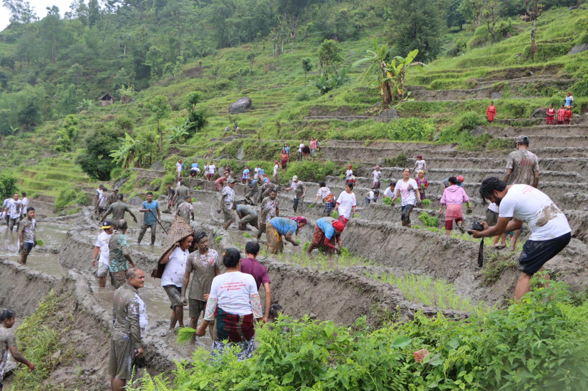 मादीमा पञ्जे बाजा सहित धान दिवस तथा रोपाइँ महोत्सव मनाइयो