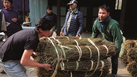 अलैंचीभन्दा महँगो भयो चिराइतो, प्रतिमन १० हजार रूपैयाँ बढ्यो