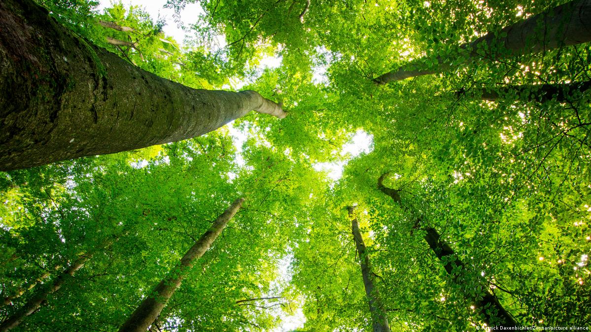 अप्पर अरूणको पहुँचमार्ग निर्माणका लागि दुई हजार रूख हटाउन वन मन्त्रालयमा सिफारिस 